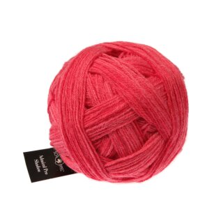 Roter Pfeffer 2443_